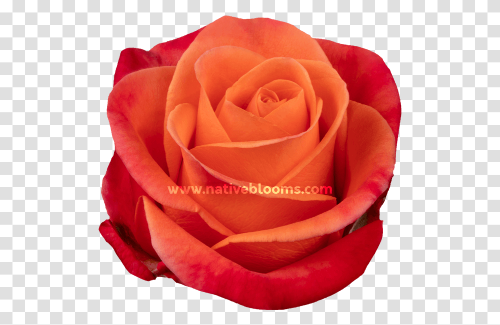 Image Floribunda, Rose, Flower, Plant, Blossom Transparent Png