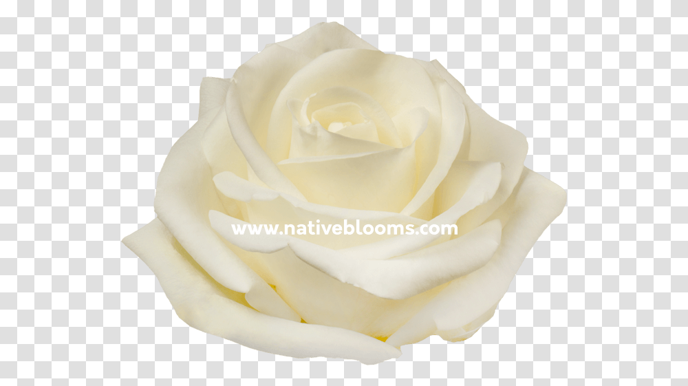 Image Floribunda, Rose, Flower, Plant, Blossom Transparent Png
