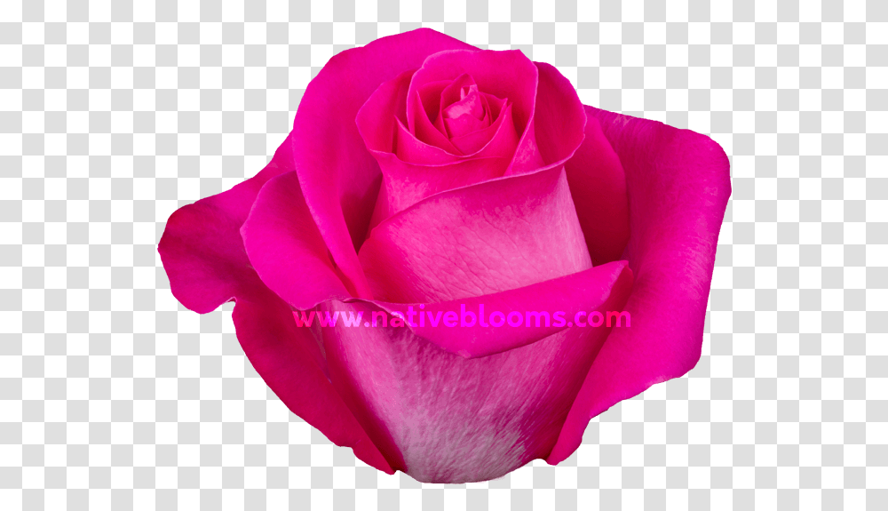 Image Floribunda, Rose, Flower, Plant, Blossom Transparent Png