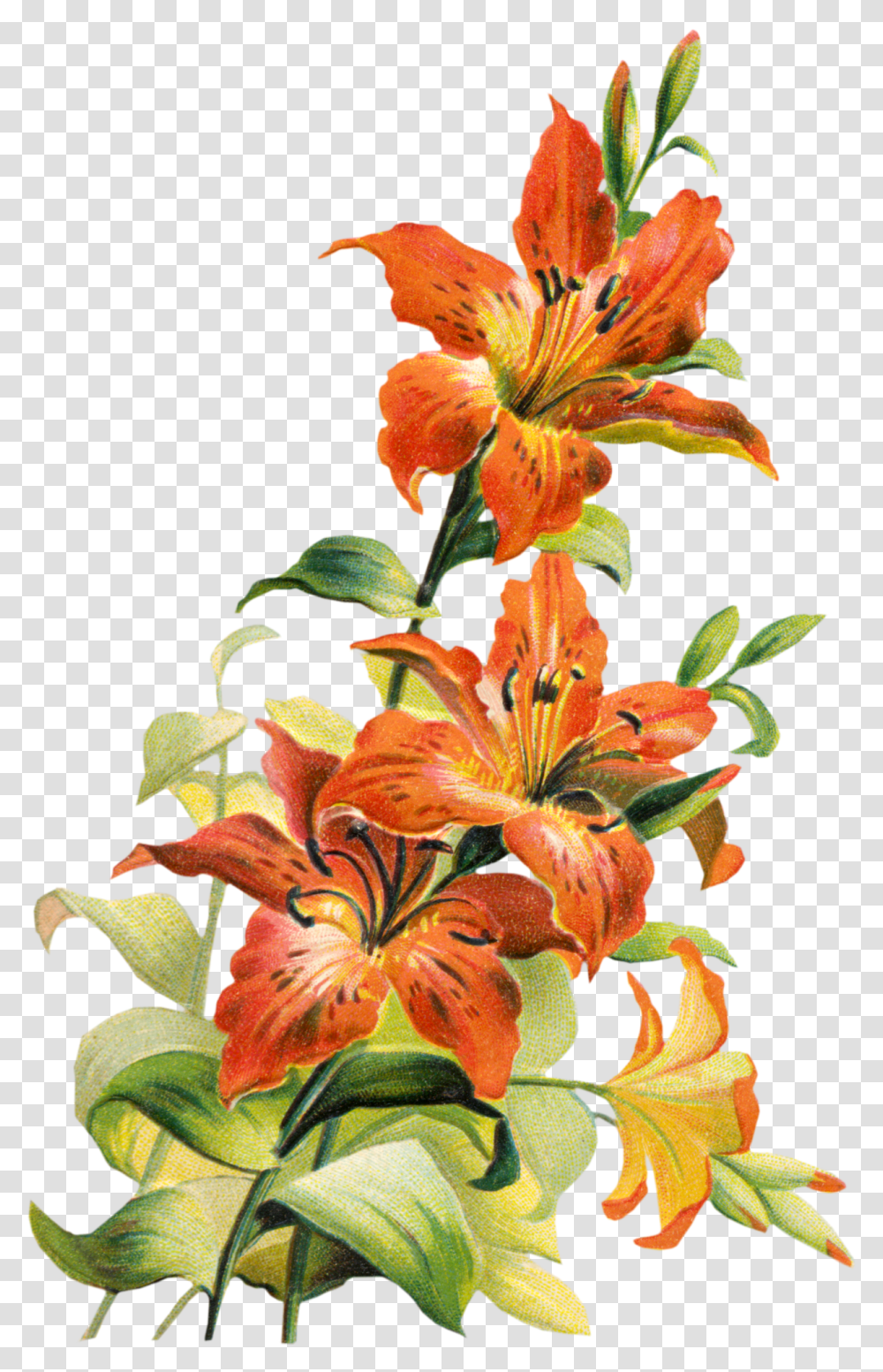 Image Flower Free Clip Art Images Zda Tiger Lily Flower Art, Plant, Blossom, Amaryllis, Pollen Transparent Png