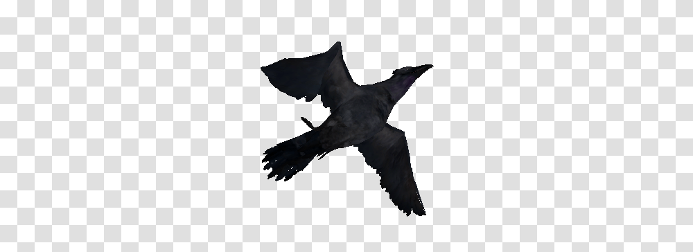 Image, Flying, Bird, Animal, Blackbird Transparent Png