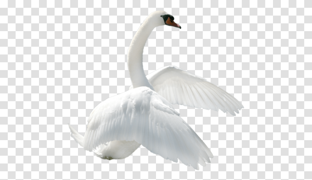 Image For Free Download Swan, Bird, Animal, Waterfowl, Goose Transparent Png
