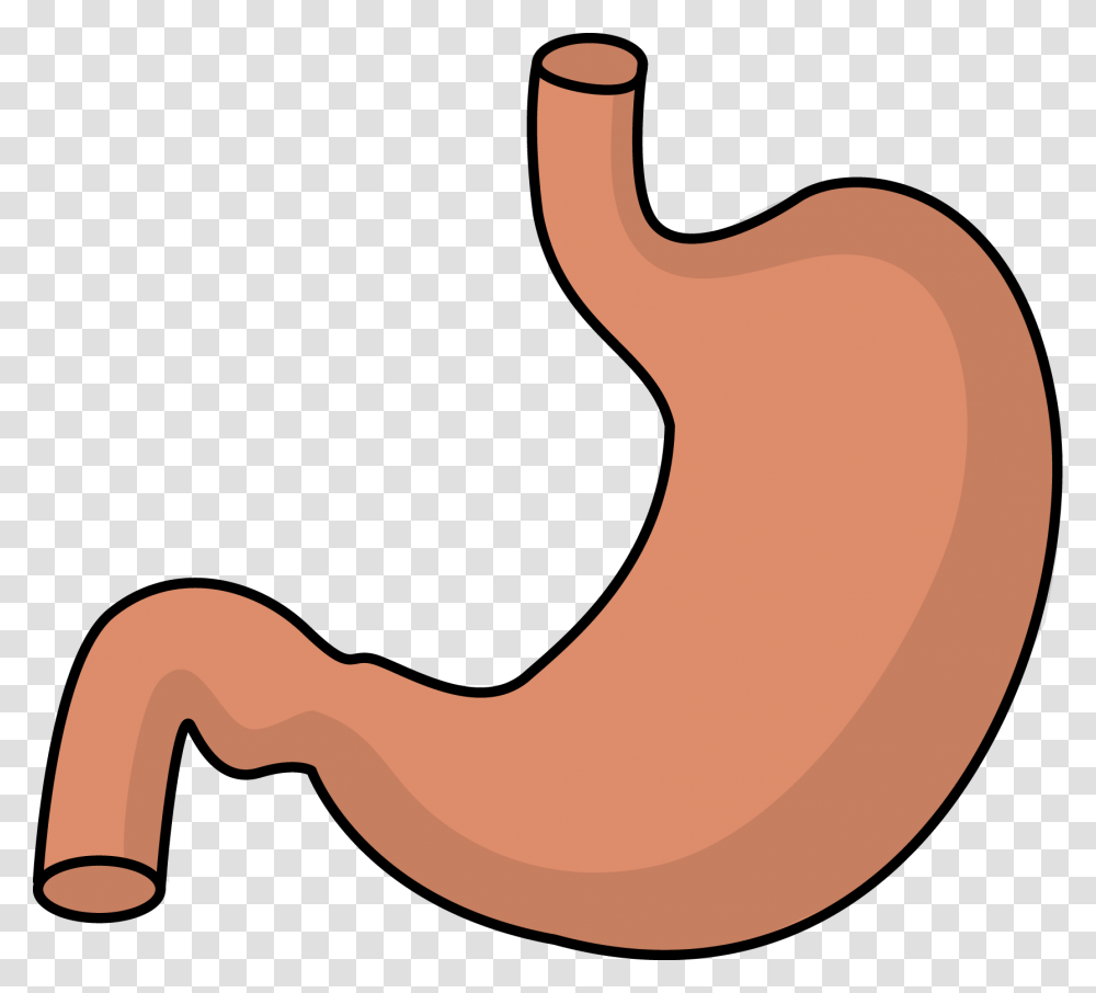Image For Free Stomach Health High Resolution Clip Art Transparent Png