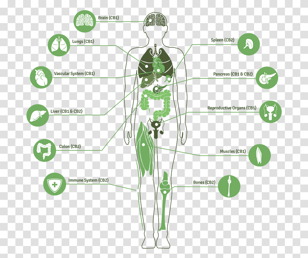Image For Mike Hennesy S Linkedin Activity Called Great Endocannabinoid System, Bow, Diagram, Animal, Plot Transparent Png