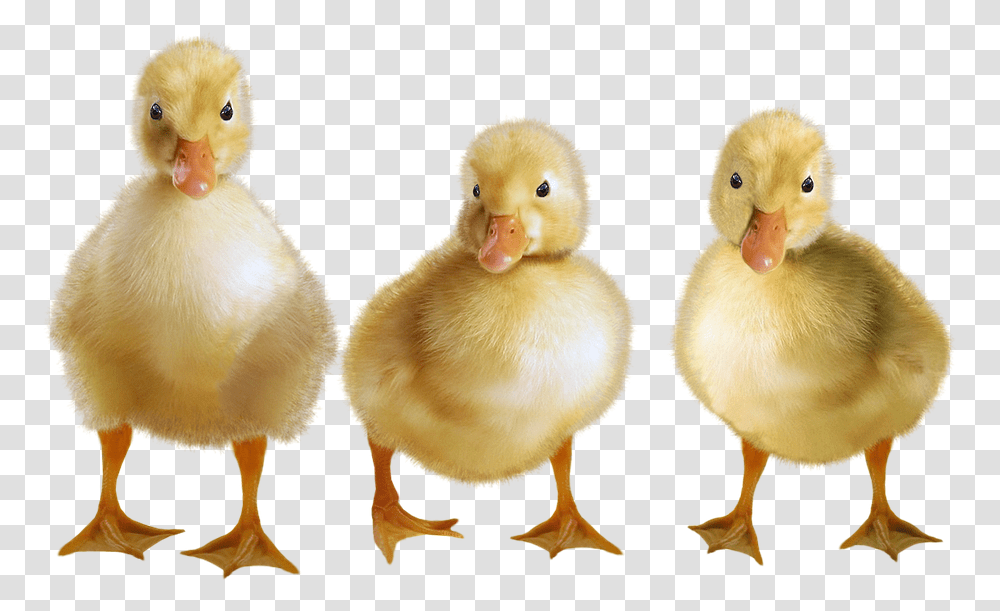 Image Free Clipart Ducklings, Bird, Animal, Fowl, Poultry Transparent Png