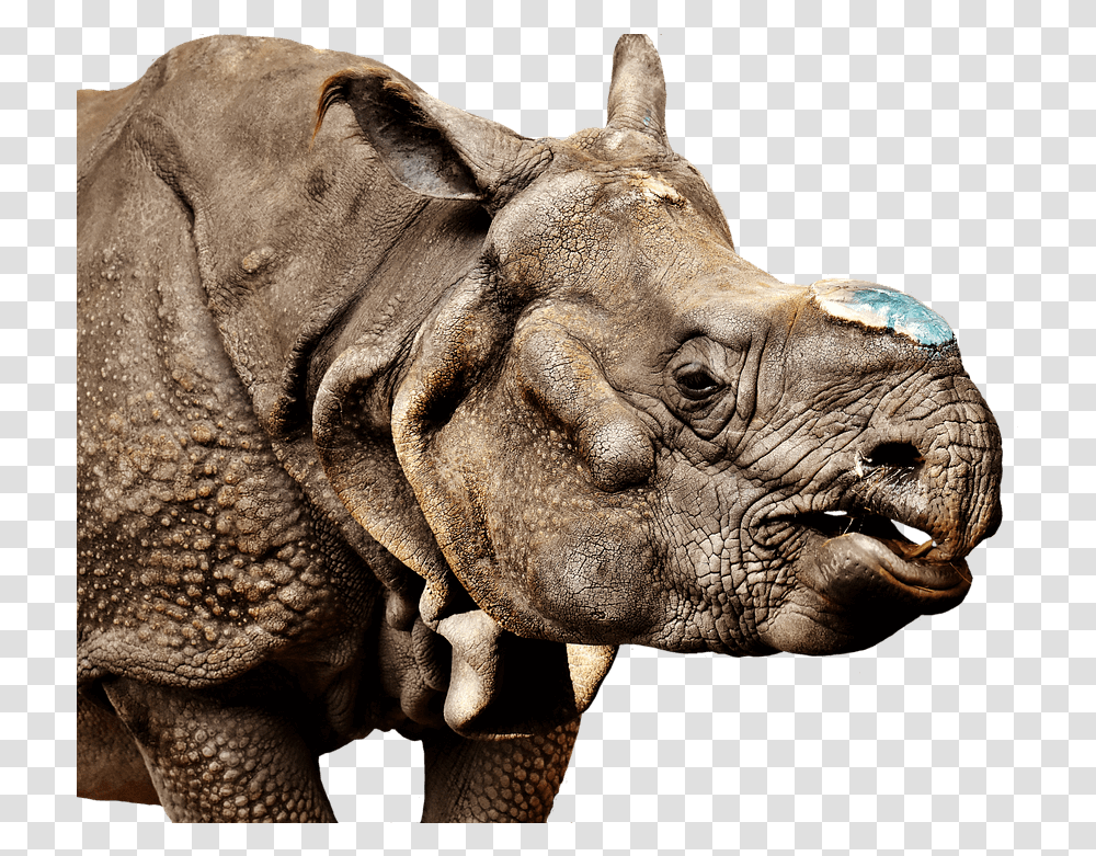 Image Free Clipart Rhinoceros, Animal, Wildlife, Mammal, Elephant Transparent Png