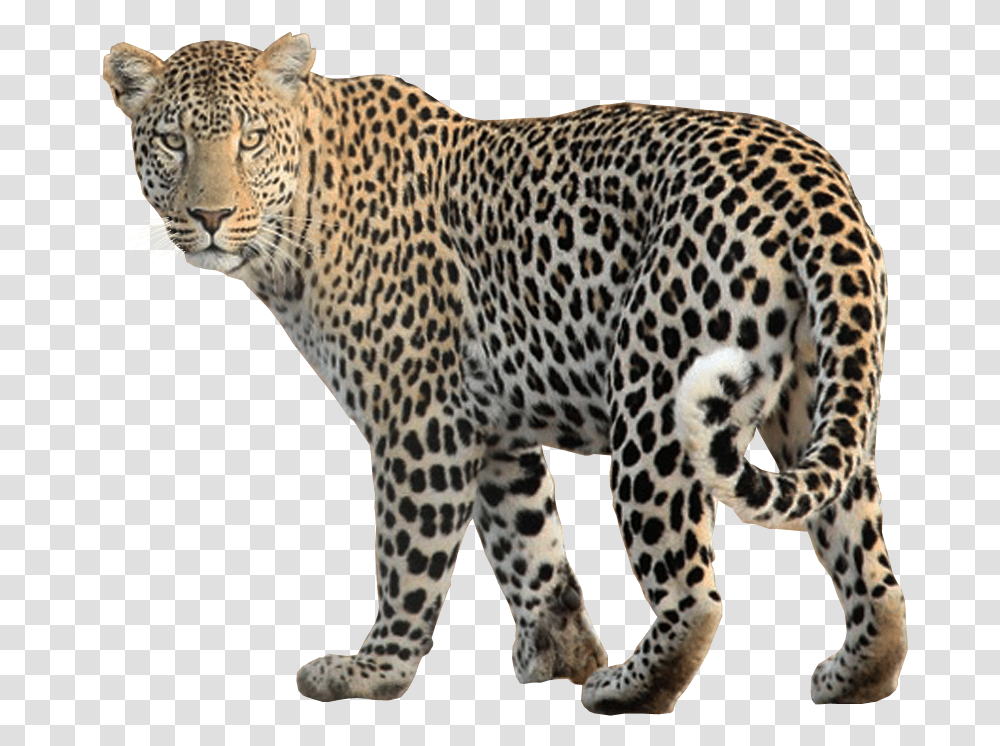 Image Free Images Background Animals, Panther, Wildlife, Mammal, Leopard Transparent Png