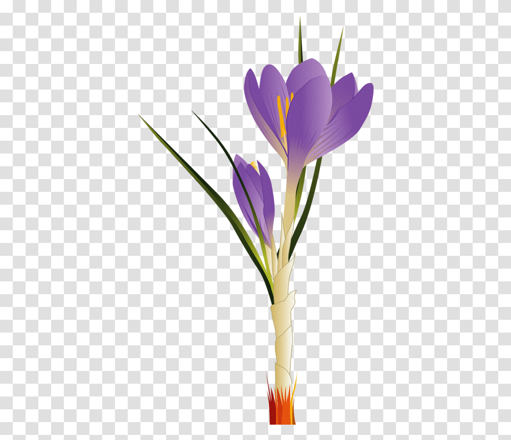 Image Freeuse Tulip Flower Clip Art Flower Vector, Plant, Blossom, Crocus Transparent Png