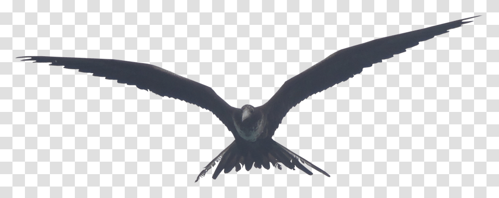 Image Frigate Bird, Flying, Animal, Eagle, Seagull Transparent Png