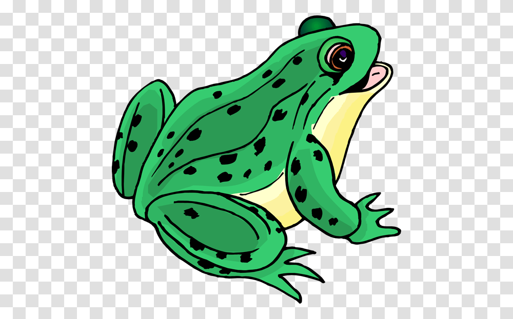 Image, Frog, Amphibian, Wildlife, Animal Transparent Png