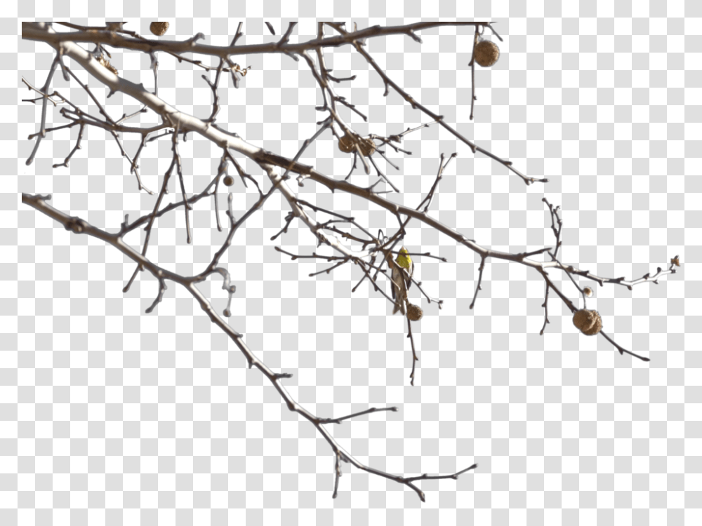 Image Gallery For Tree Branches Clipartsco Twig, Plant, Outdoors, Nature, Ice Transparent Png