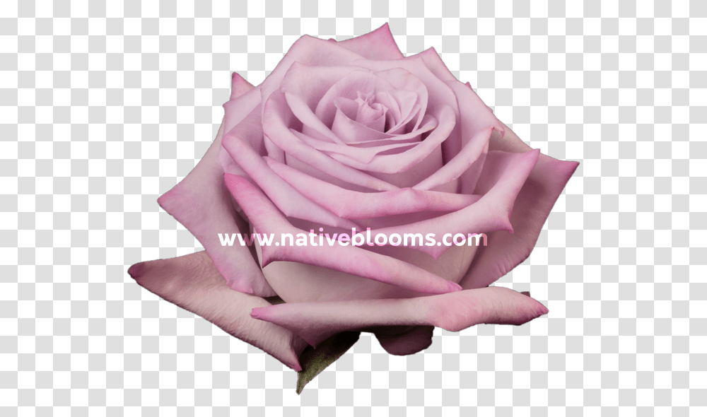 Image Garden Roses, Flower, Plant, Blossom, Person Transparent Png