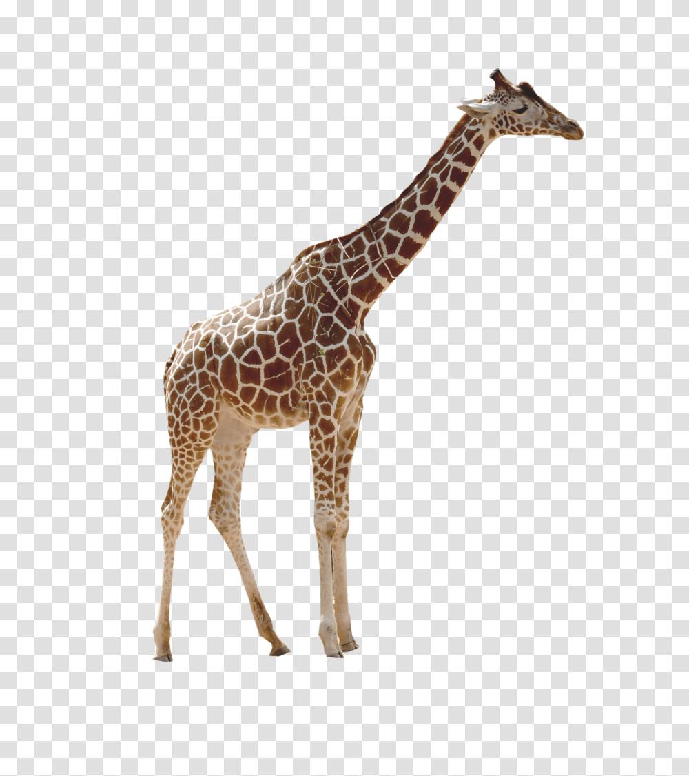 Image Giraffe Background, Wildlife, Mammal, Animal Transparent Png
