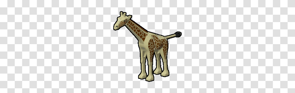 Image, Giraffe, Wildlife, Mammal, Animal Transparent Png