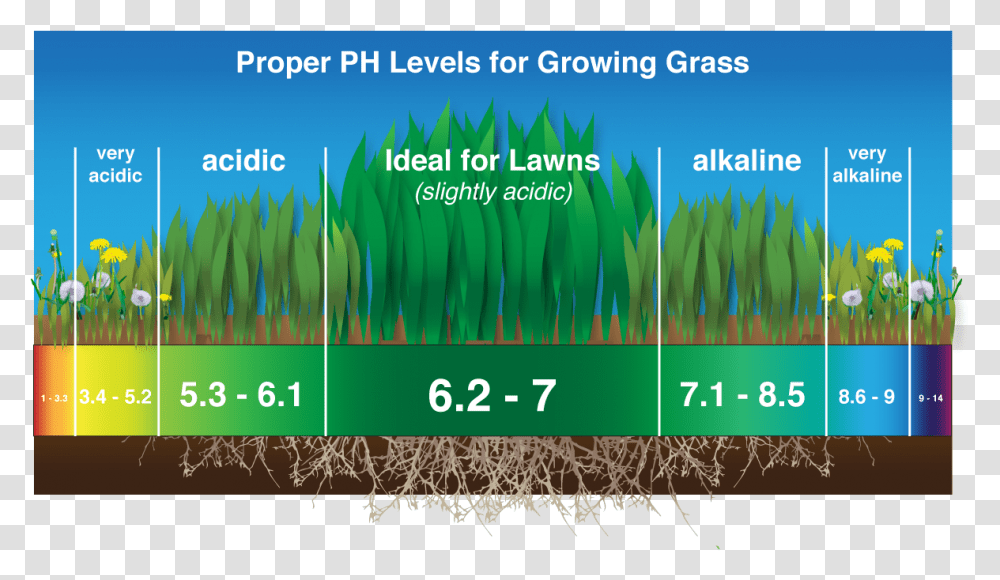 Image Grass, Plant, Vegetation, Land Transparent Png
