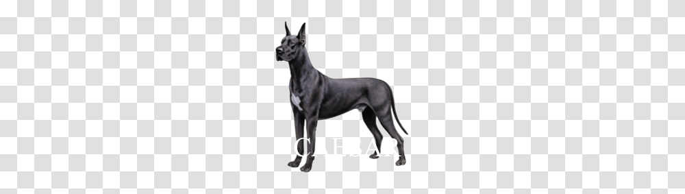 Image, Great Dane, Dog, Pet, Canine Transparent Png