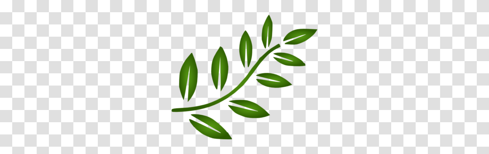 Image, Green, Leaf, Plant, Flower Transparent Png