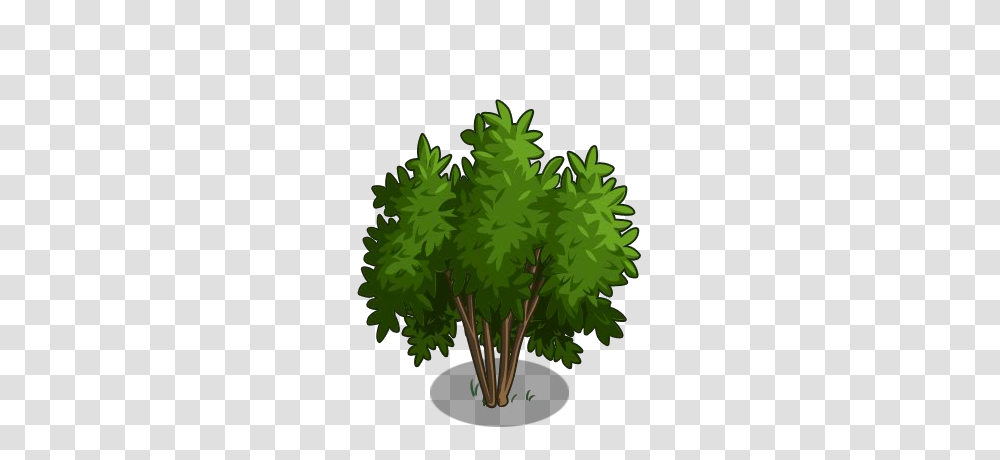 Image, Green, Leaf, Plant, Tree Transparent Png