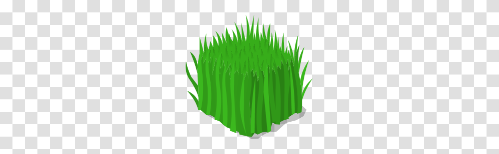 Image, Green, Moss, Plant, Leaf Transparent Png