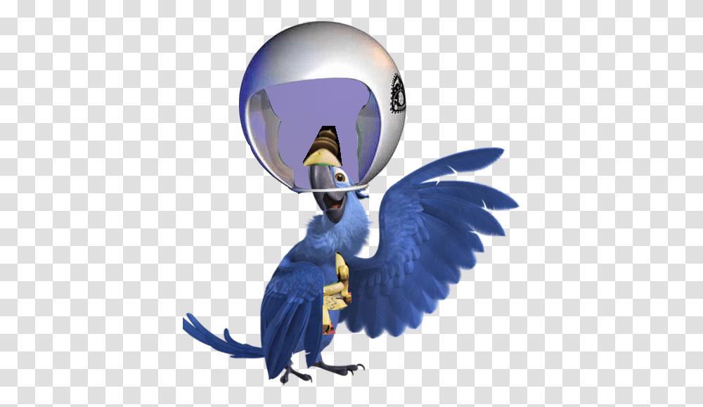 Image, Helmet, Jay, Bird, Animal Transparent Png