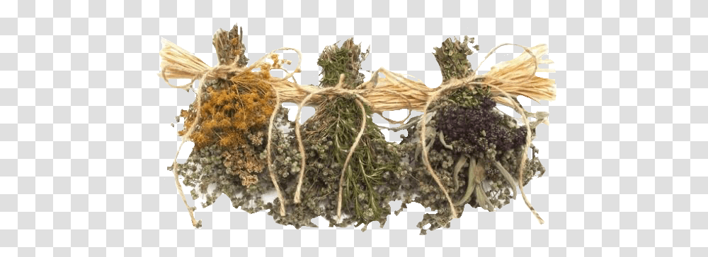 Image Herbalist Outfits, Plant, Root, Moss, Tobacco Transparent Png