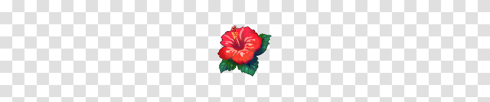 Image, Hibiscus, Flower, Plant, Blossom Transparent Png