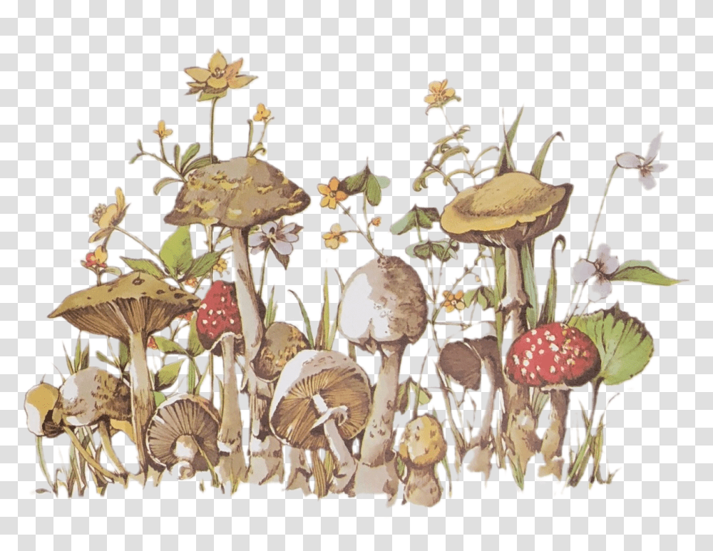 Image Hongos, Plant, Mushroom, Fungus, Agaric Transparent Png