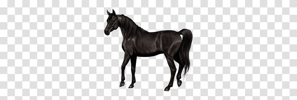 Image, Horse, Mammal, Animal, Andalusian Horse Transparent Png