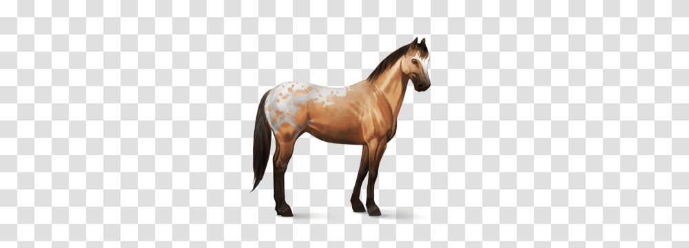 Image, Horse, Mammal, Animal, Colt Horse Transparent Png