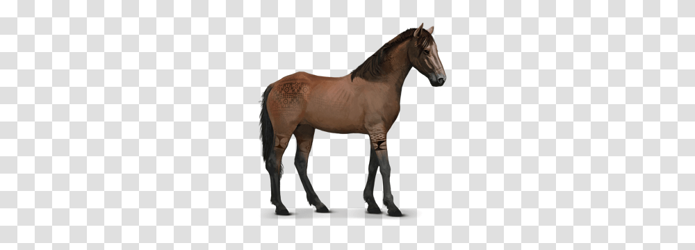 Image, Horse, Mammal, Animal, Colt Horse Transparent Png