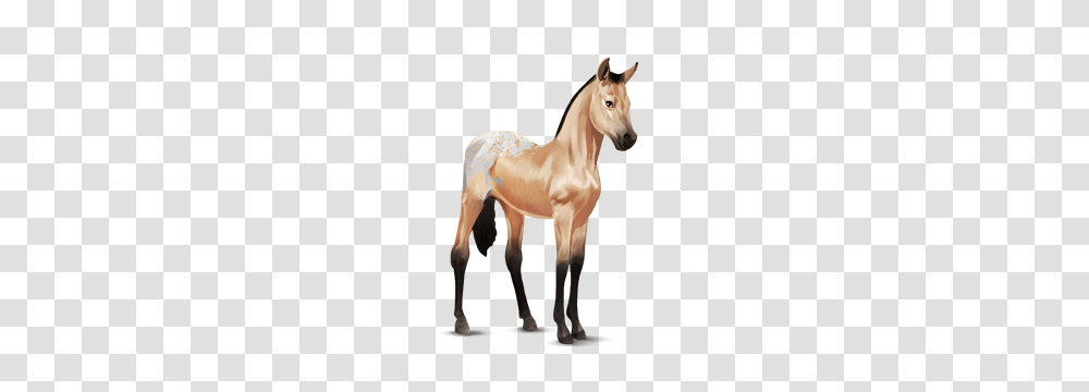 Image, Horse, Mammal, Animal, Foal Transparent Png