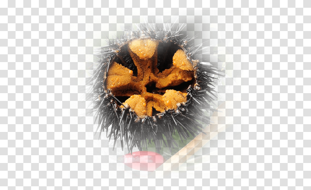Urchin Png Images For Free Download Pngset Com