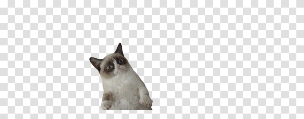 Image In Collection, Cat, Pet, Mammal, Animal Transparent Png