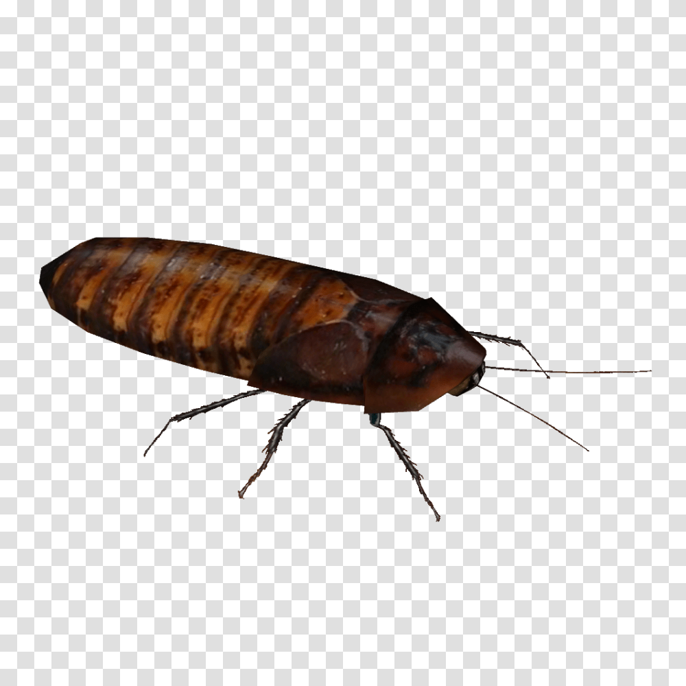 Image, Insect, Invertebrate, Animal, Cockroach Transparent Png