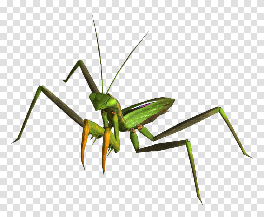 Image, Insect, Invertebrate, Animal, Cricket Insect Transparent Png