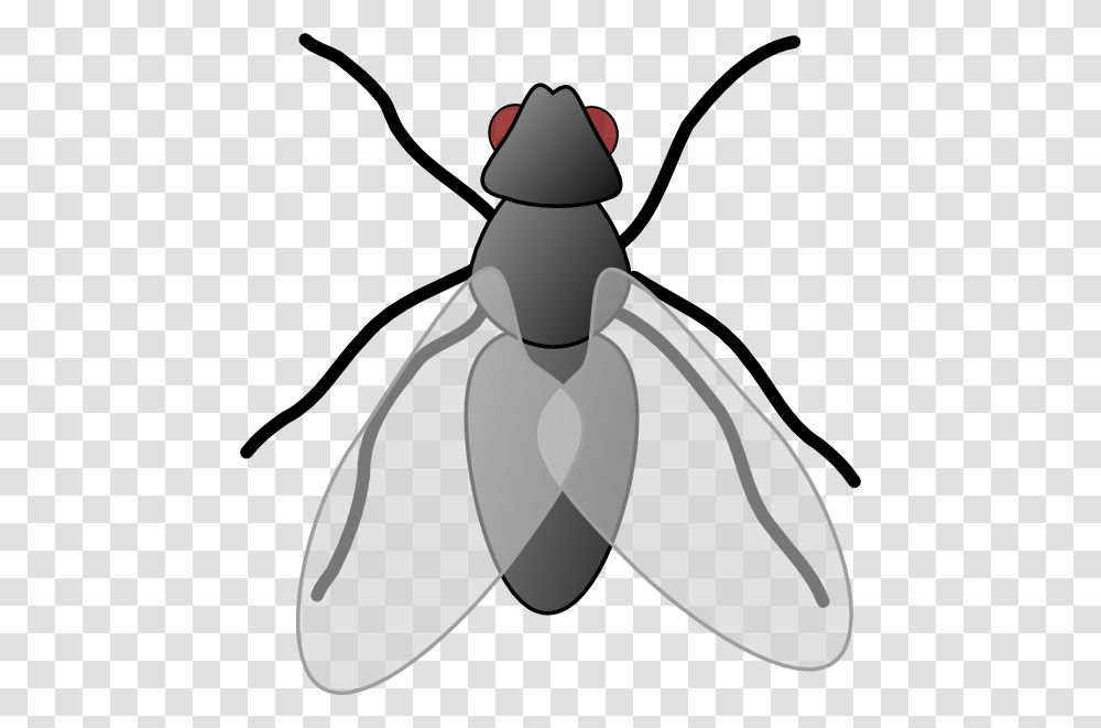 Image, Insect, Invertebrate, Animal, Grenade Transparent Png