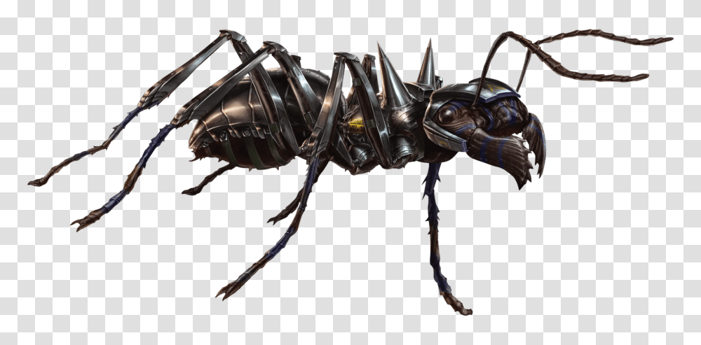 Image, Insect, Invertebrate, Animal, Wasp Transparent Png