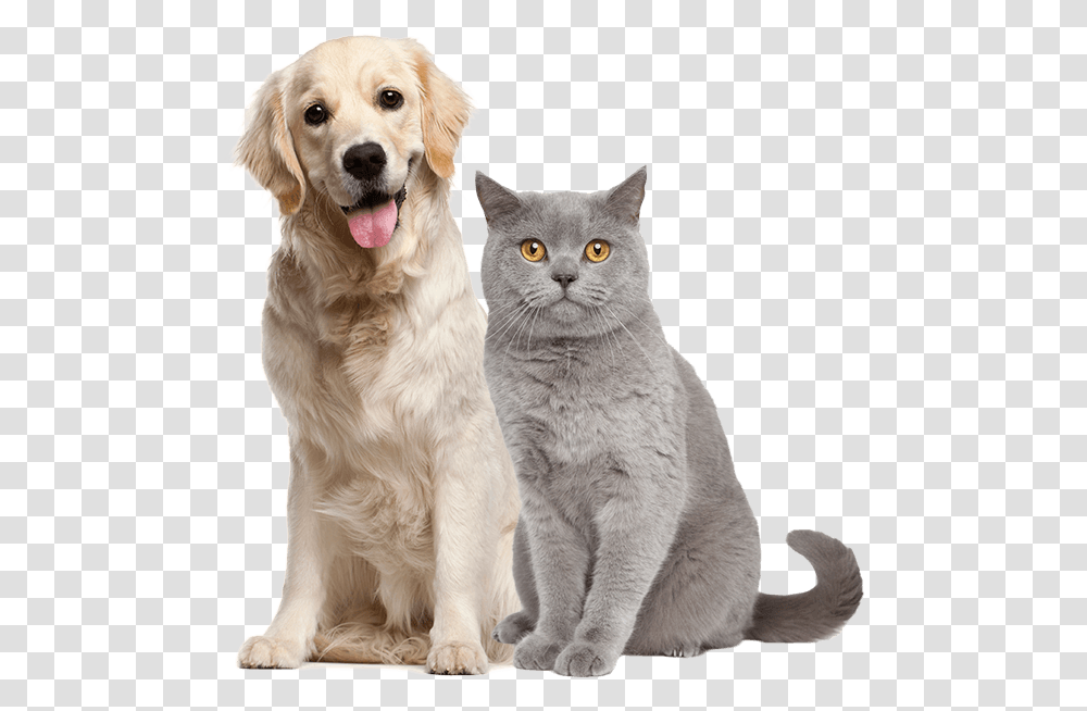 Image Is Not Available Adolescence Dog, Cat, Pet, Mammal, Animal Transparent Png