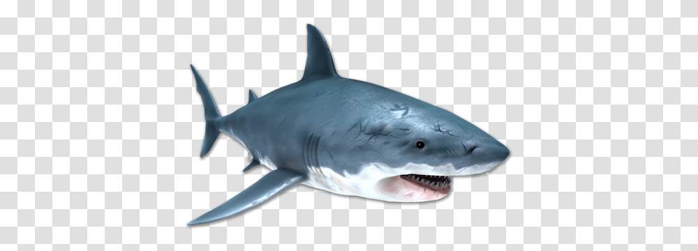 Image Is Not Available Great White Shark, Sea Life, Fish, Animal Transparent Png