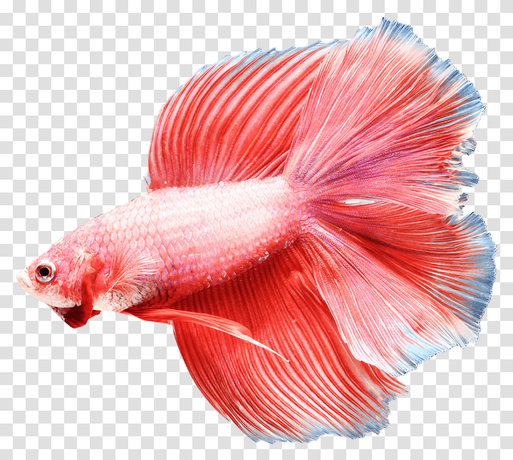 Image Is Not Available Pink Color Siamese Fighting Fish, Animal, Goldfish Transparent Png
