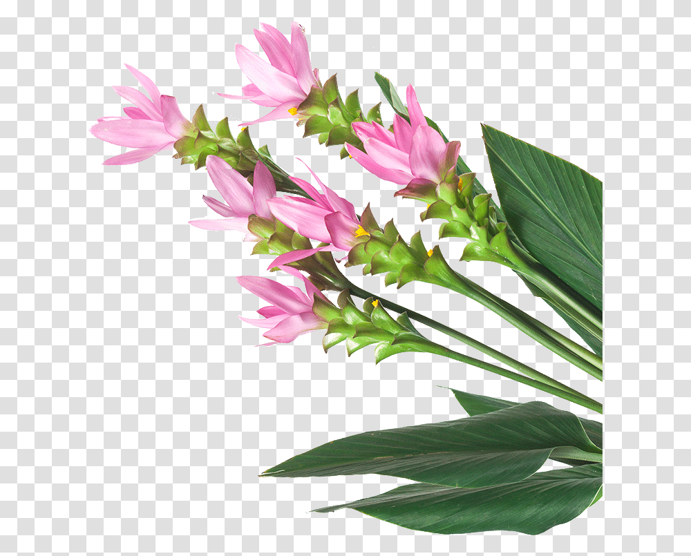Image Is Not Available, Plant, Flower, Blossom, Acanthaceae Transparent Png