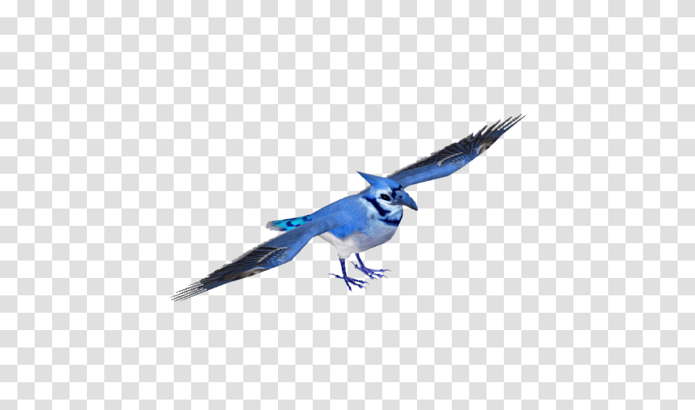 Image, Jay, Bird, Animal, Blue Jay Transparent Png