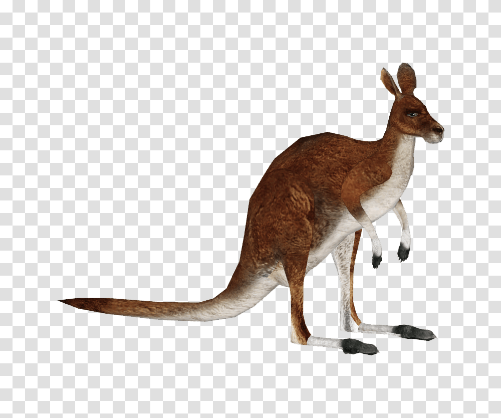 Image, Kangaroo, Mammal, Animal, Wallaby Transparent Png