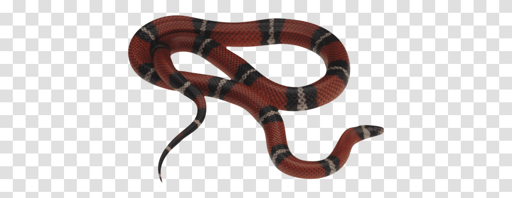 Image, King Snake, Reptile, Animal, Person Transparent Png