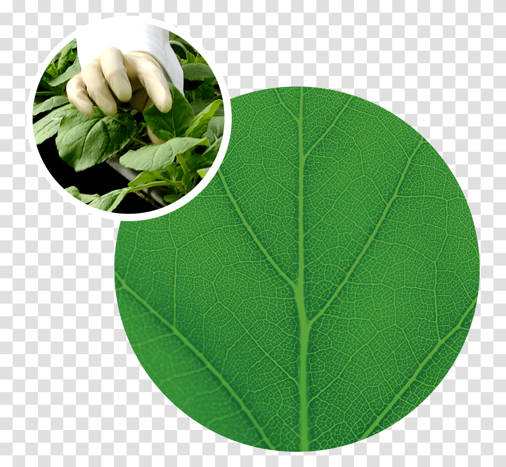 Image Klimaforum, Leaf, Plant, Tennis Ball, Sport Transparent Png