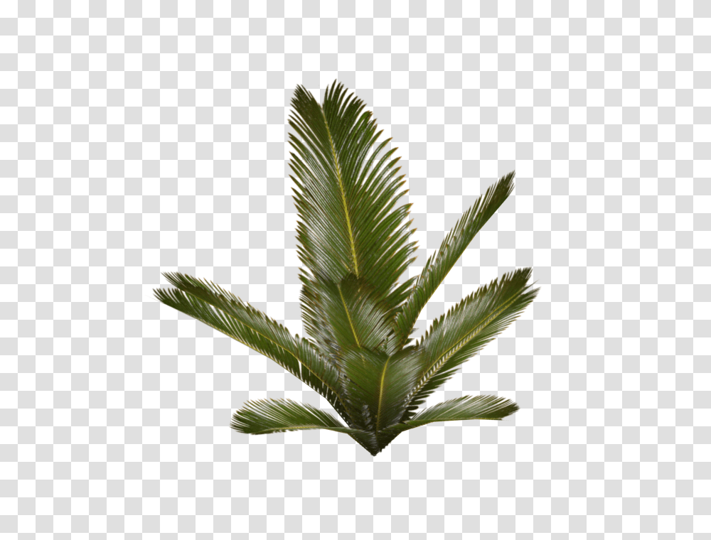 Image, Leaf, Plant, Aloe, Bird Transparent Png