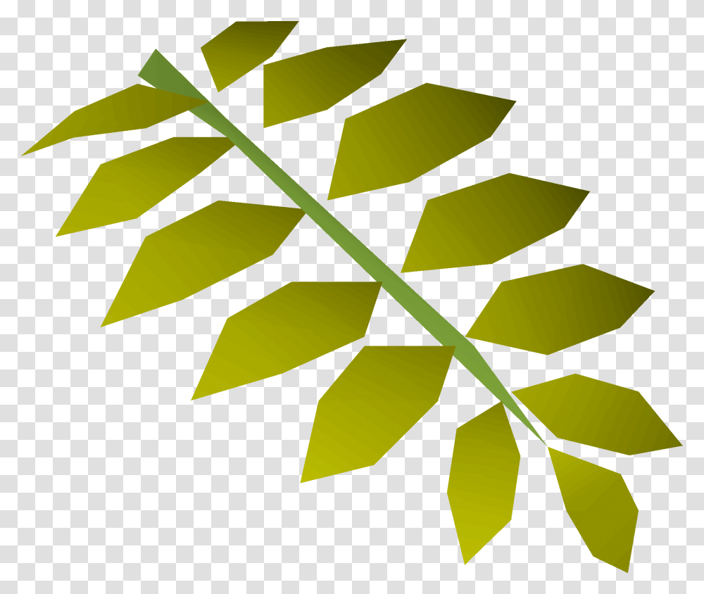 Image, Leaf, Plant, Fern, Green Transparent Png