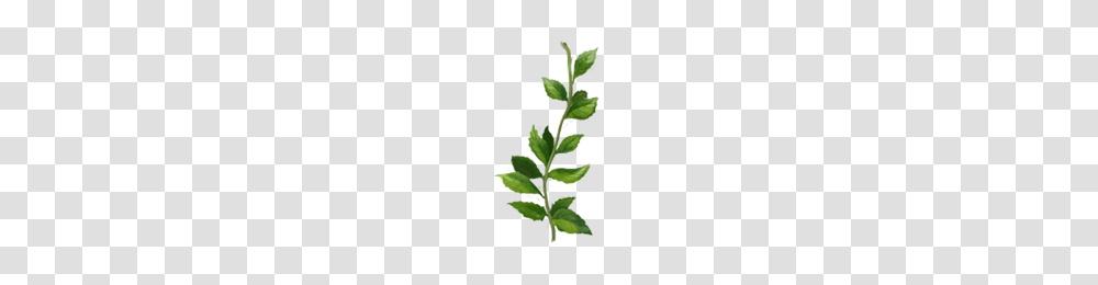 Image, Leaf, Plant, Green, Flower Transparent Png