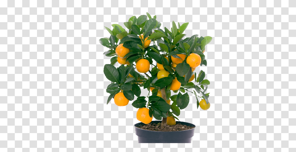 Image Library Download Scapes Bokeelia Small Tree With Fruits, Orange, Citrus Fruit, Plant, Food Transparent Png