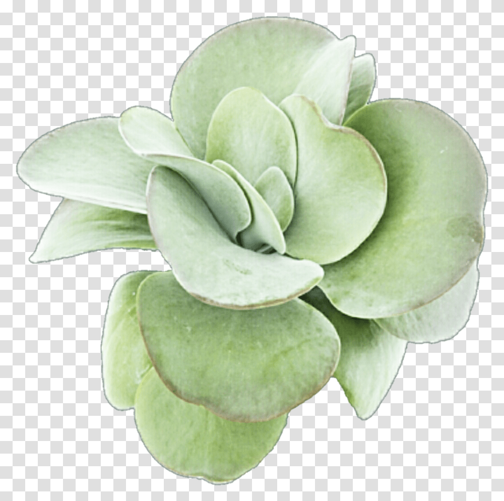 Image Library Succulent Plant, Leaf, Green, Flower, Blossom Transparent Png